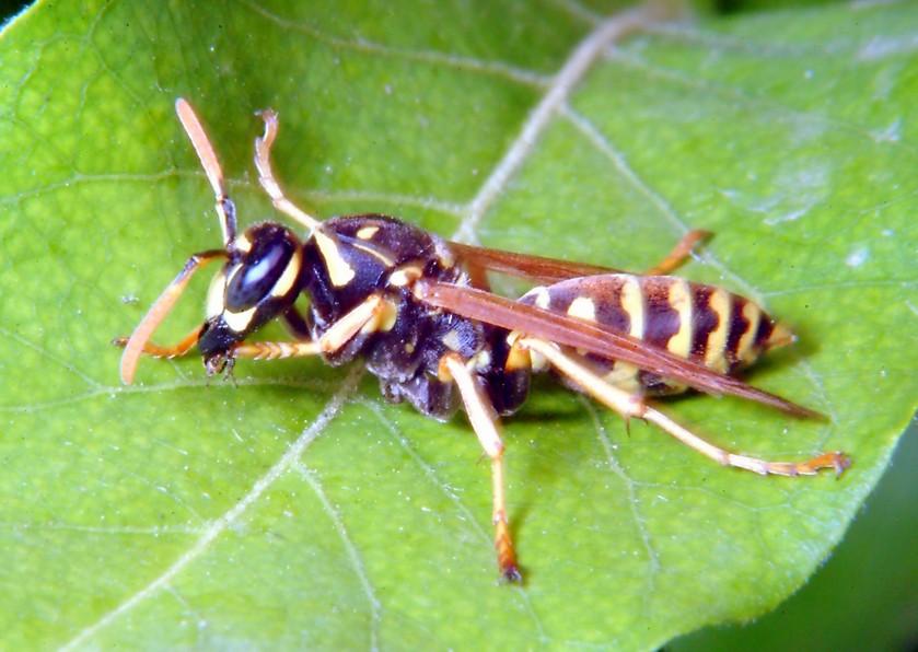 Polistes attende visite